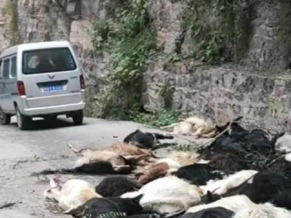 交警权威解读，夜间隧道内29只羊被撞事件始末
