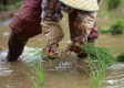 泥泞中的守望，插秧归途的深情一抱