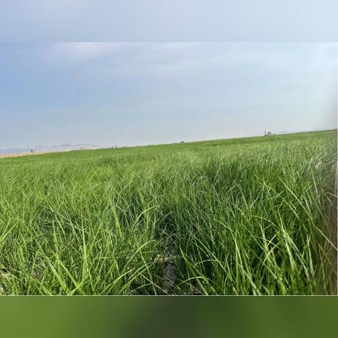 鄱阳湖水位破17米大关，生态与防汛双重挑战