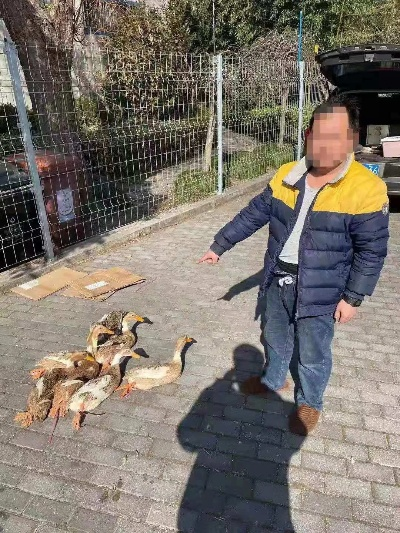 紧急行动，发现不明鸭群，请立即联系警方或黄胜利